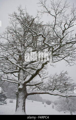 La Svizzera, Europa, Basilea-Campagna, Nenzlingen, rovere, inverno, la neve Foto Stock