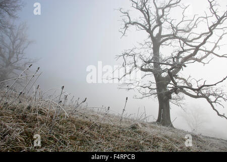 La Svizzera, Europa, Basilea-Campagna, Nenzlingen, rovere, inverno, prati, pascoli, Willow, gelo, nebbia Foto Stock