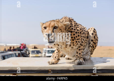 Un ghepardo (Acinonyx jubatus) seduto su un veicolo, turbato dall'autobus granturismo, il Masai Mara riserva nazionale, Narok County Foto Stock