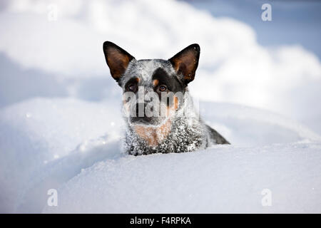 Miniature pinscher, blu, cucciolo seduto nella neve profonda, Tirolo del nord, Austria Foto Stock