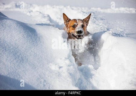 Miniature pinscher, maschio, rosso acceso nella neve profonda, Tirolo del nord, Austria Foto Stock