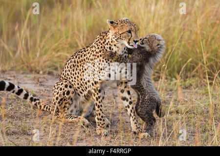 Ghepardi (Acinonyx jubatus), sei settimane cheetah cub giocando con sua madre, il Masai Mara riserva nazionale, Narok County, Kenya Foto Stock