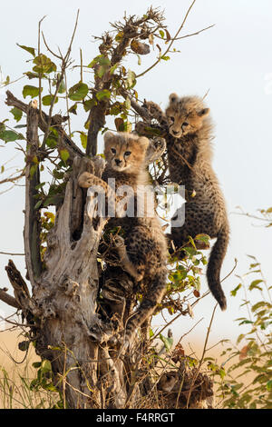 Ghepardi (Acinonyx jubatus), a sei settimane di età cuccioli di ghepardo di arrampicarsi su un albero morto, il Masai Mara riserva nazionale, Narok County, Kenya Foto Stock