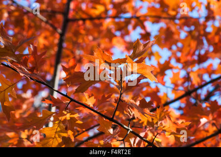 Vista ingrandita del sole rosso, arancio, marrone foglie di acero, acer tree contro lo sfondo di luce blu del cielo in autunno Foto Stock