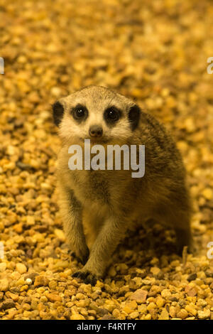 Meerkat; suricata suricatta, animale Foto Stock