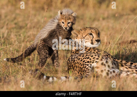 Ghepardi (Acinonyx jubatus), sei settimane cheetah cub giocando con sua madre, il Masai Mara riserva nazionale, Narok County, Kenya Foto Stock