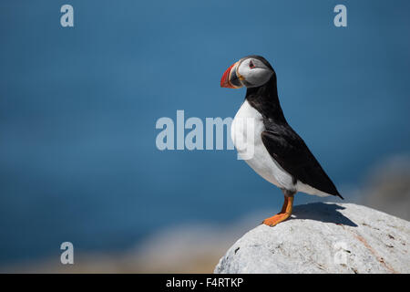 Ritratto di profilo Atlantic Puffin contro uno sfondo blu Foto Stock