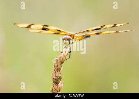 Ritratto frontale di un gagliardetto Halloween Dragonfly Appollaiato su di una levetta di erba Foto Stock