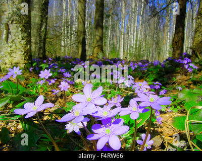 Anemone blu in primavera su di una radura Foto Stock