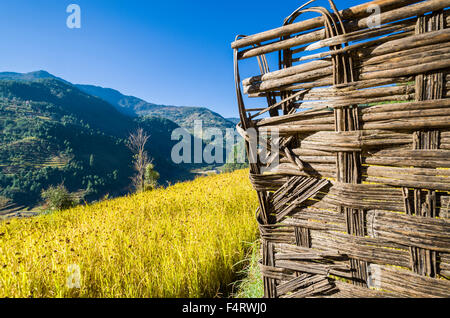 Campo di miglio è pronta per il raccolto, recinzione in legno in primo piano Foto Stock