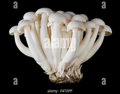 Bunapi shimeji, faggio bianco di funghi, chiamato anche coperchio bianco di funghi, un fungo commestibile su sfondo nero. Vista frontale. Foto Stock