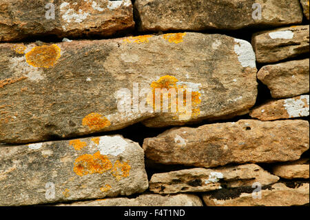 Primo piano di muro di pietra a secco con lichene giallo. Oxfordshire, Cotswolds, Regno Unito. Foto Stock