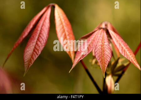 Aesculus Parviflora (Dwarf Buckeye). Close-up di nuove foglie. Aprile. Gloucestershire REGNO UNITO. Foto Stock