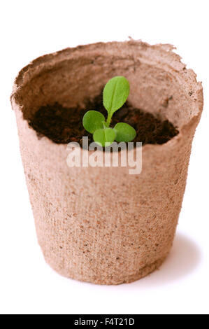 Pianta in vaso di torba Foto Stock