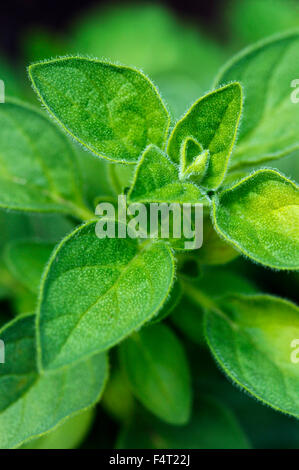 Origanum vulgare (origano). Erbe culinarie. Primo piano di foglie aromatiche in giugno. Somerset REGNO UNITO. Foto Stock