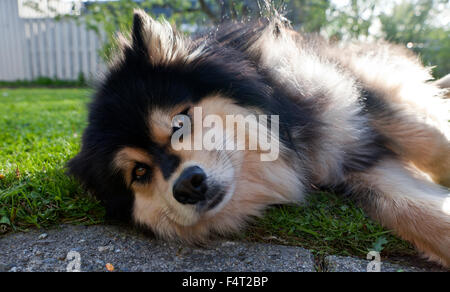 Un Lapphund finlandese (imbrancandosi renne dai Lapponi), maschio riposa in un giardino. Edificio in background. Foto Stock