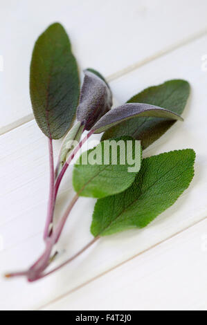 Viola salvia (Salvia officinalis Purpurascens). Erbe culinarie. Rametto di viola e foglie verdi. Foto Stock