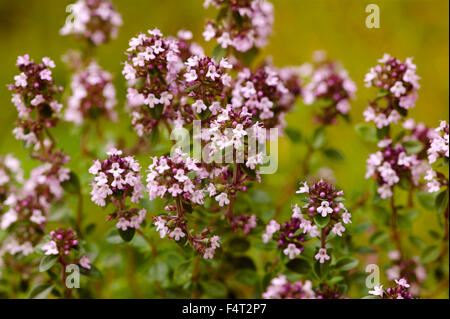 Thymus x citriodorus (Limone timo). Erbe. Close-up di fogliame aromatico e graziosi fiori di colore rosa in giugno. Somerset REGNO UNITO. Foto Stock