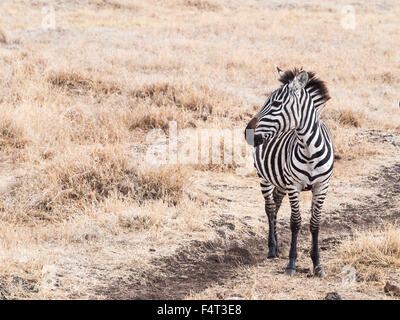 Giovani zebra nel cratere di Ngorongoro in Tanzania, Africa. Foto Stock