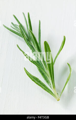 Taglio di LAVANDA (Lavandula angustifolia Hidcote). Foto Stock