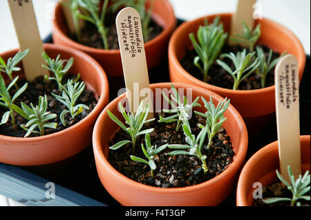 La propagazione di LAVANDA (Lavandula angustifolia Hidcote). Vassoio del preparato talee. Foto Stock