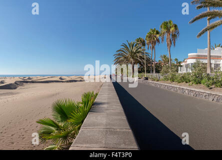 Spagna, Europa, Playa del Inglés, Gran Canaria Isole Canarie, Paseo Costa Canario, paesaggio, foresta, legno, alberi, estate, beac Foto Stock