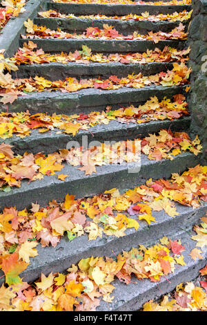 Gradini in pietra ricoperta con giallo foglie di acero in autunno Foto Stock