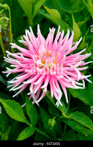 Cactus Dahlia. Primo piano di fiori rosa luglio Oxfordshire UK Foto Stock