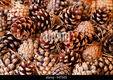 Pigne. Sfondo decorativo. Foto Stock
