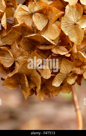 Ortensia. Fiore di morti di testa. Gloucestershire REGNO UNITO. Foto Stock