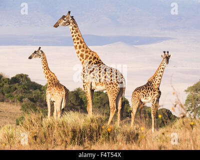 Allevamento di giraffe sul bordo del cratere di Ngorongoro in Tanzania, Africa, al tramonto. Foto Stock