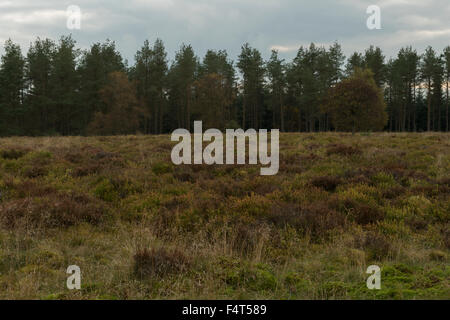 Sito della battaglia di Sheriffmuir guardando verso sud ovest,Sheriffmuir, Perthshire Scozia, Regno Unito, Foto Stock