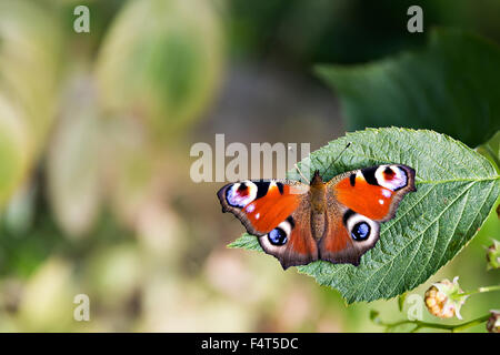 Farfalla pavone (Aglais io) seduto su una foglia Foto Stock