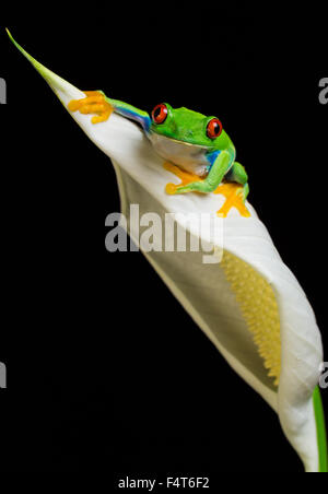 Un rosso eyed raganella su una bianca lilly Foto Stock