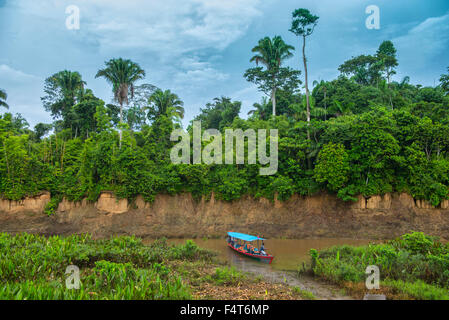 Sud America, America Latina, Perù, Amazonia, Manu, Parco Nazionale, UNESCO Patrimonio Mondiale, barca vicino a pappagallo leccare Foto Stock