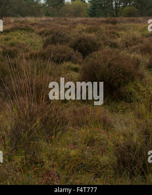 Sito della battaglia di Sheriffmuir guardando verso sud est mostra erica e moss bog, Perthshire,Scozia,UK, Foto Stock