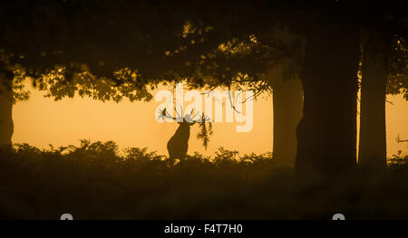 Red Deer stag stagliano sotto il grande autunno colorato di alberi di quercia Foto Stock