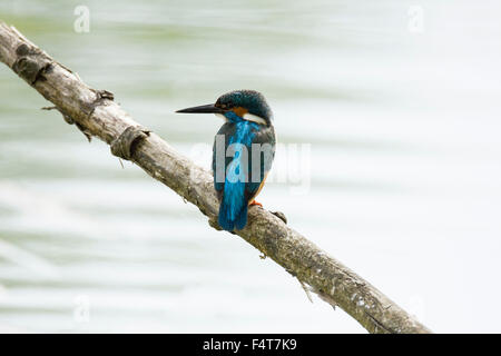 Eisvogel, kingfisher, Alcedo atthis Foto Stock