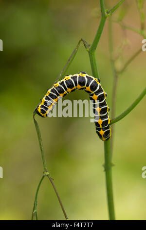 Lattich-Mönch, lattuga Shark, Cucullia lactucae Foto Stock