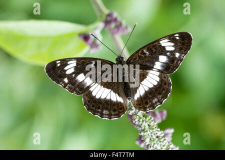 Kleiner Eisvogel, Bianco Admiral, Limenitis camilla Foto Stock