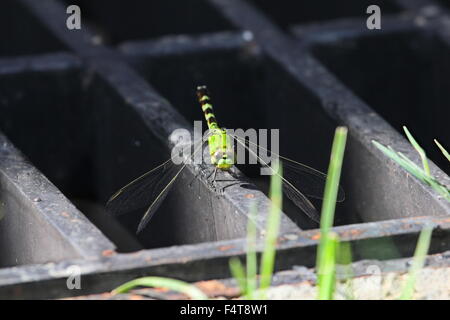 Dragonfly seduto su di una grata metallica. Foto Stock