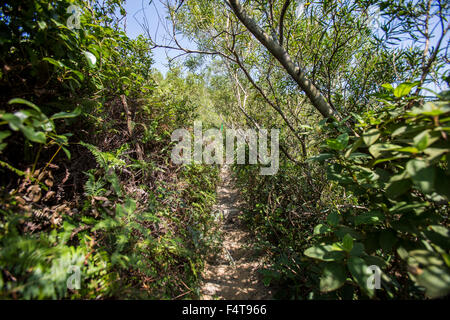 Stacciature picco in Sai Kung National Park, Hong Kong il 21 ottobre 2015. Foto Stock