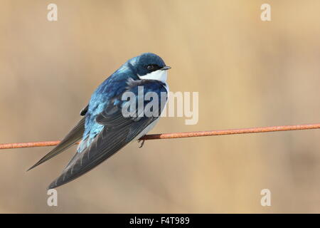 Tree swallow arroccato su di un filo. Foto Stock