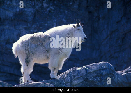 Capre di montagna, (Oreamnos americanus) Lo Zoo di Calgary, Calgary, Alberta, Canada Foto Stock