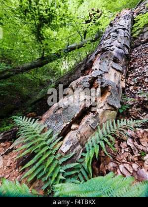 Legno morto nella riserva Aebischen Foto Stock