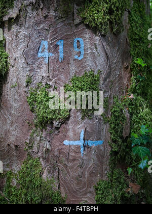 Riserva forestale Tariche Haute Cote in primavera Foto Stock