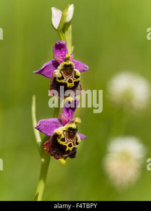 Fine di spider-orchid Foto Stock