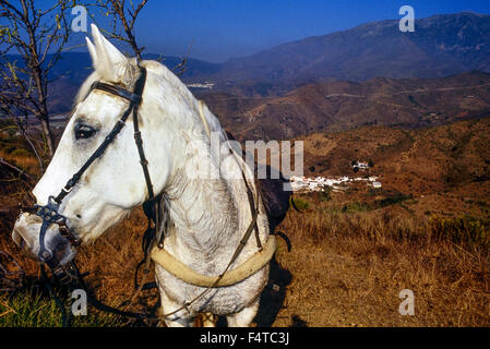 Equitazione in Alpujarras. Andalusia. Spagna. Europa Foto Stock