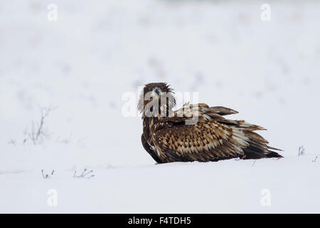 White-tailed Eagle / Sea Eagle / Erne (Haliaeetus albicilla) capretti in campo nella neve in inverno Foto Stock