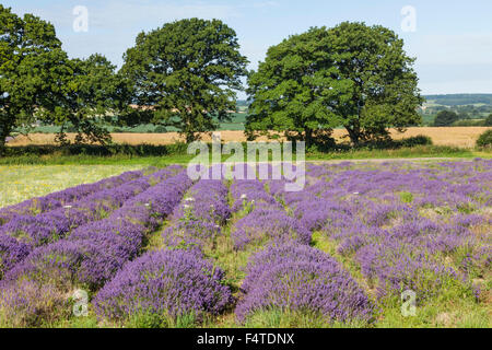 Inghilterra, Hampshire, campi di lavanda Foto Stock